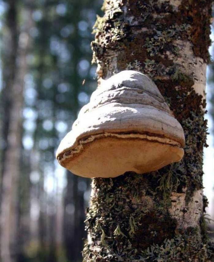 Chaga – pikaealisuse seen